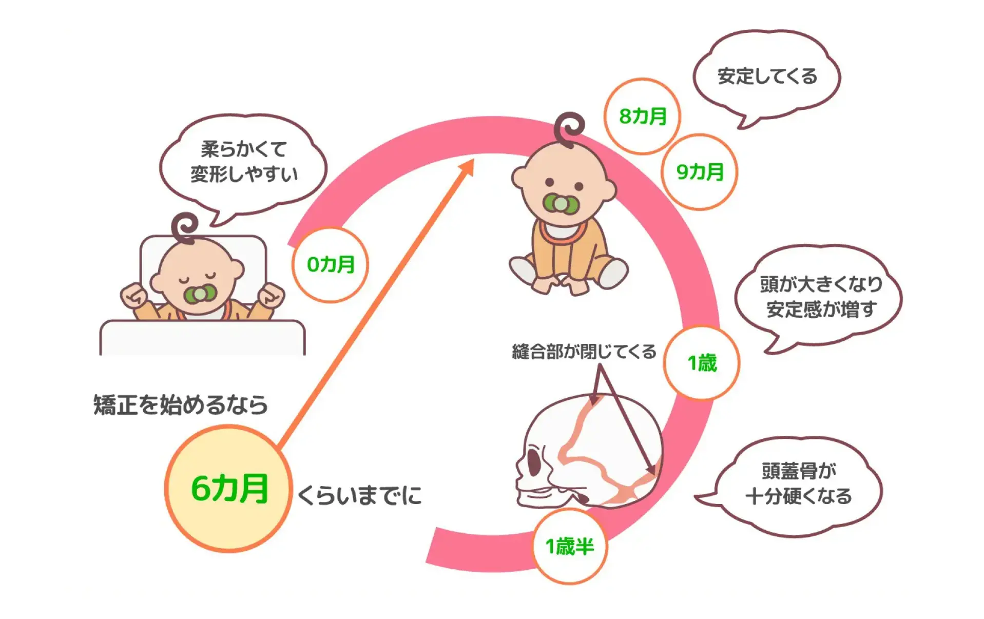 赤ちゃんの頭の柔らかさの過程の図